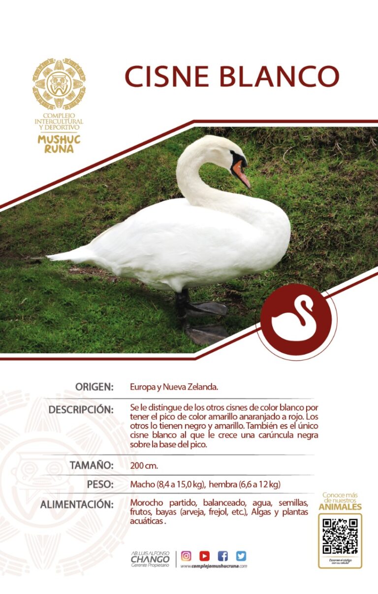 CisneBlanco