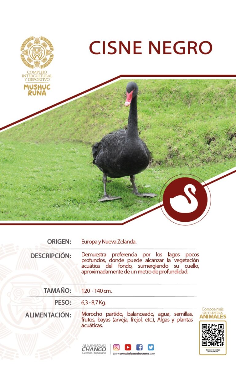 CisneNegro